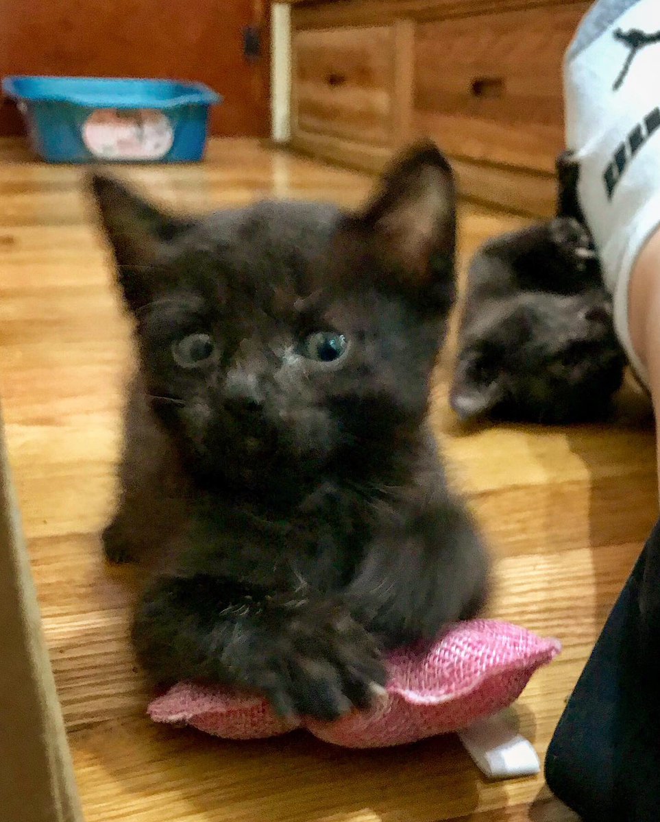 New foster bebes! #NeedNames #GiveMeStrength