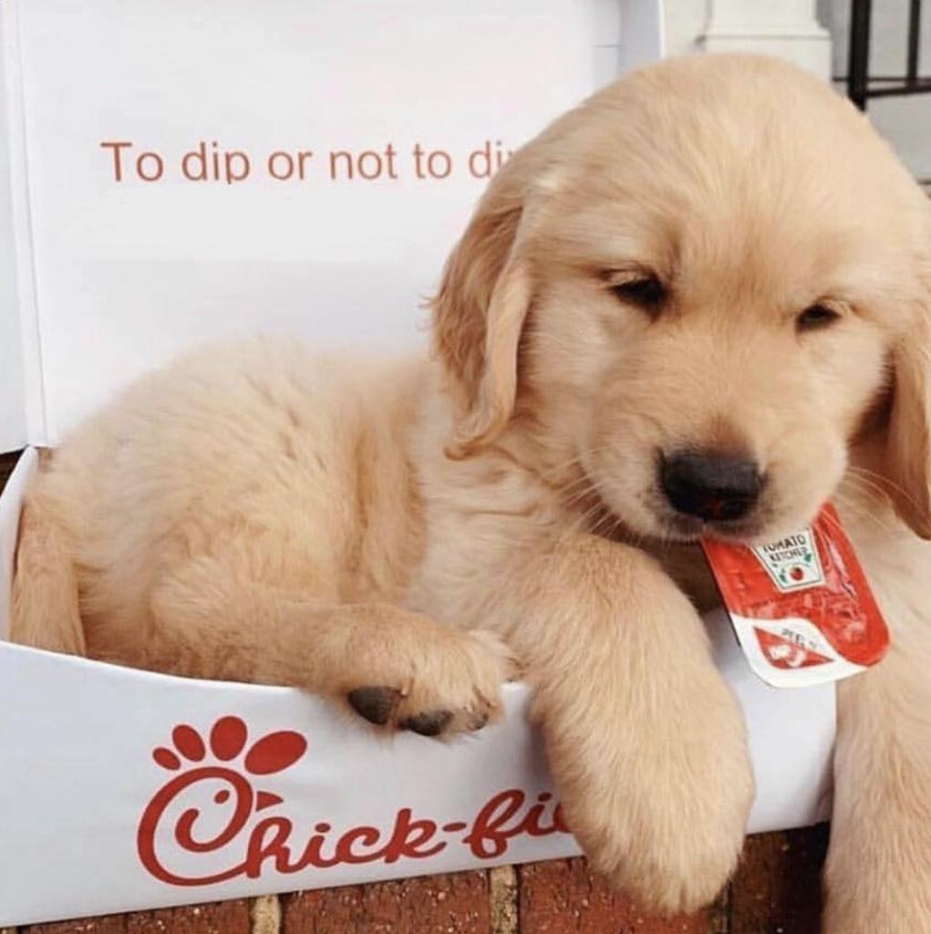 Can Dogs Eat Chick Fil A