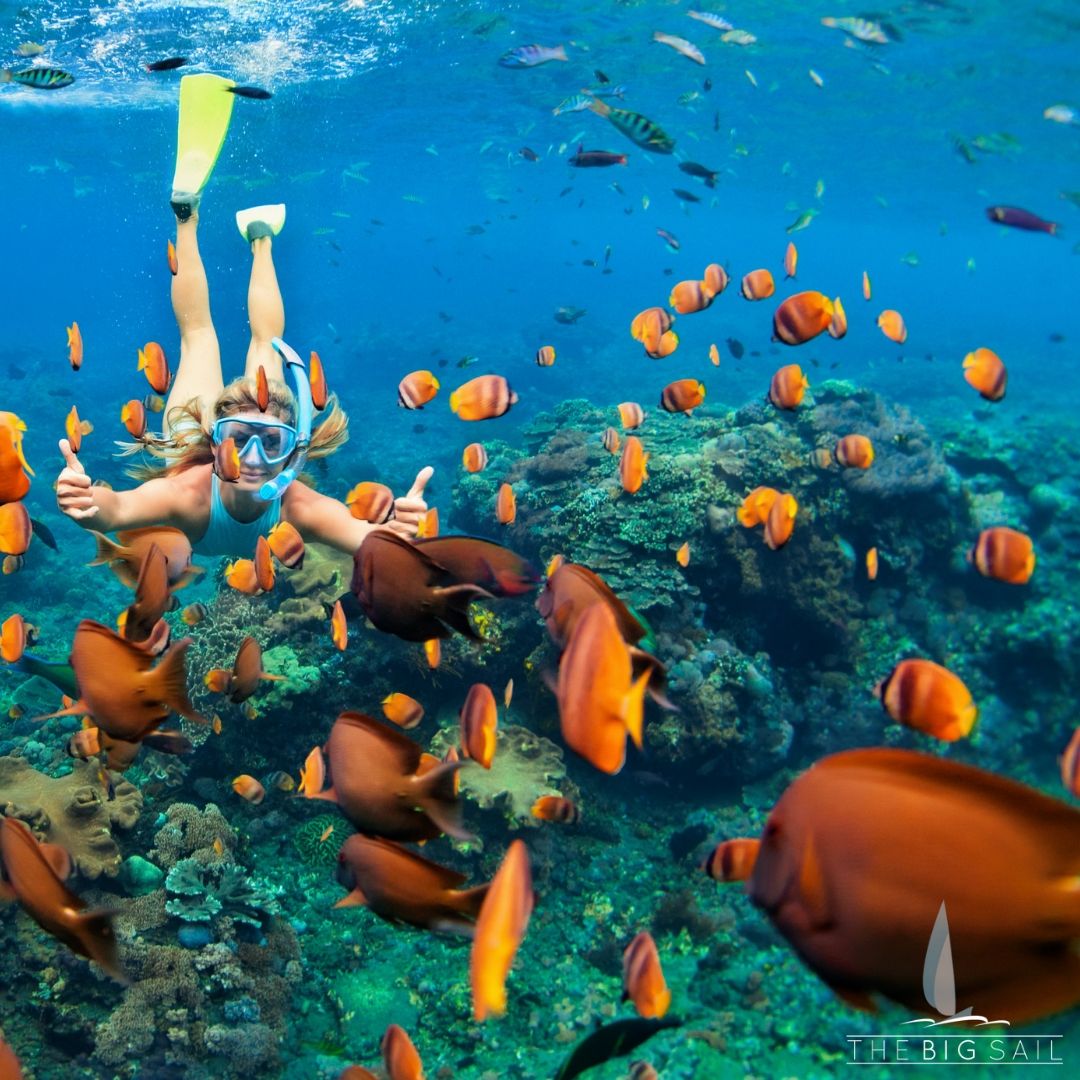 TheBigSail's tweet photo. Check out our guide to the best underwater activities to try on your next sailing trip! 
https://t.co/0U3RcswvDz
#sailing #TheBigSail #blogpost #underwater #snorkelling https://t.co/JsgZ9690WS