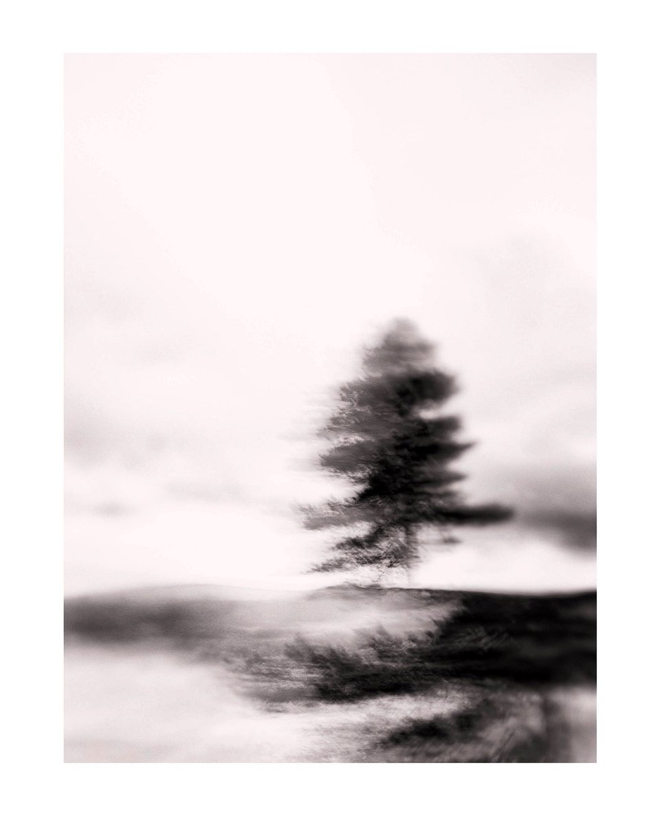 GoswellSean's tweet photo. Dreams of trees IIII
From my series Dreams of trees.
#bnw #bnwphotography #icm https://t.co/jvz3UUOKAM