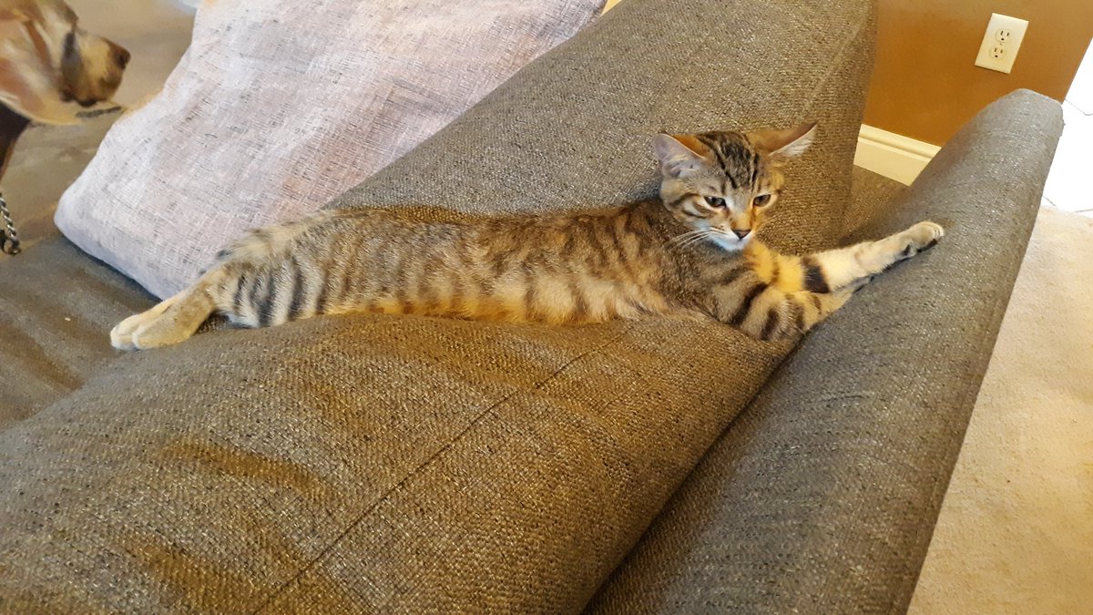 jessiemae's tweet photo. You guys, I am fully obsessed with this kitten #longcatislong https://t.co/LIlI5ELSwP