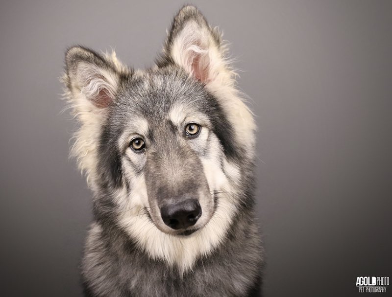 I'm totally suspicious of people who don't like dogs, but I 100% trust my dog when he doesn't like a person. #dogsknow