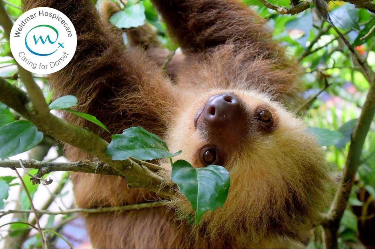 Can you help us? Albeit a slightly strange request, it's something that will make a massive difference to one of our patients who is staying with us on our inpatient unit. On her bucket list is to cuddle a sloth &amp; with your help we can make it happen. Let us know if you can help