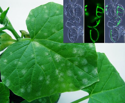 PhytopathologyJ's tweet photo. Scientists alleviate environmental concerns about BCA usage on powdery mildews. Read more about the August Editor's Pick. @plantdisease @CCH_USQ
https://t.co/EXLG1lbJix https://t.co/PIIS2h18Mo
