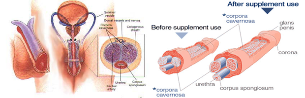 Vimax Pills In Pakistan