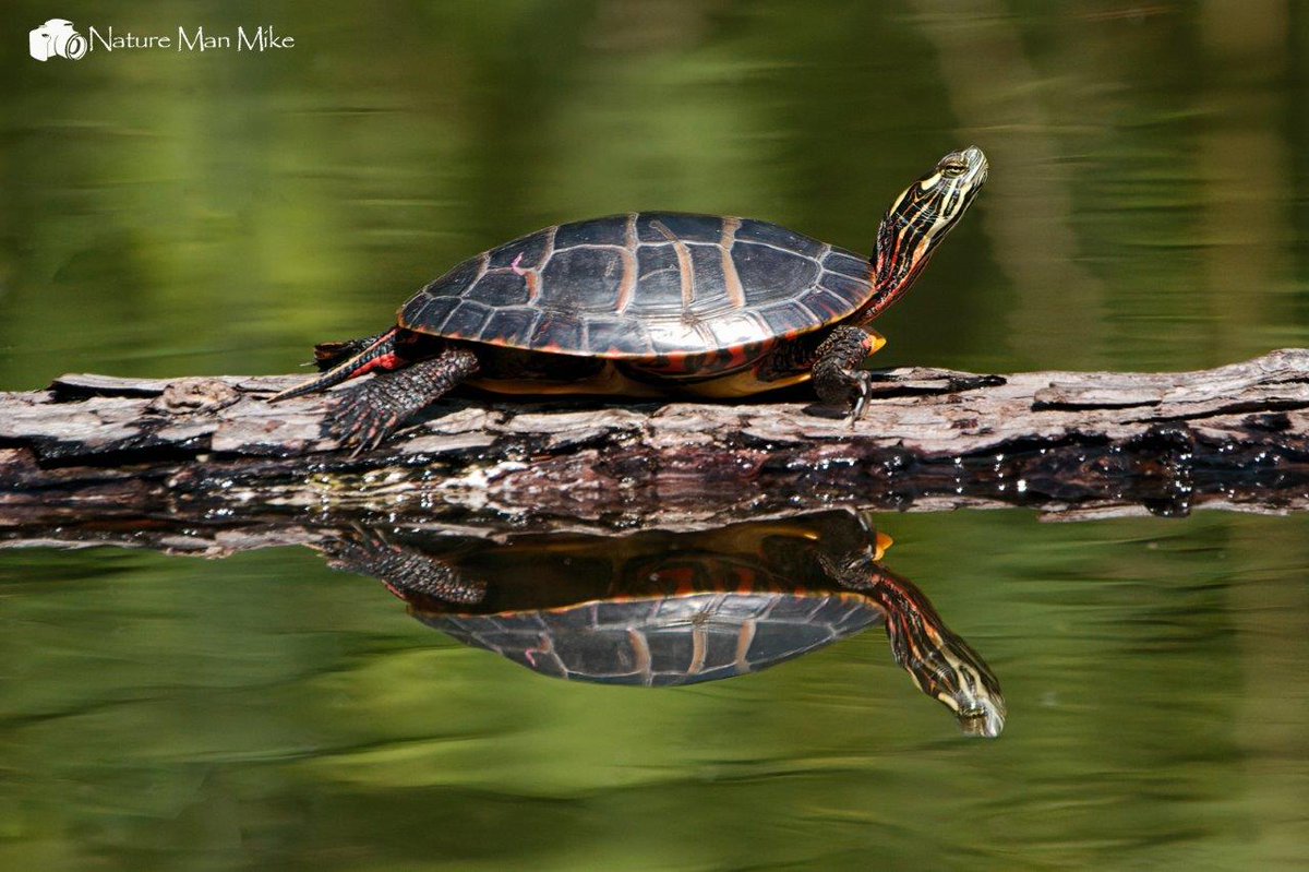NatureManMike's tweet photo. Eastern Painted Turtle
#turtle #turtles #turtlesofinstagram #easternpaintedturtle #paintedturtle #reptile #reptiles #turtlewhisperer #arnoldarboretum #wildturtle #nature_perfection #nature_lovers #naturephotography #turtleturtle #naturelove #naturelover #global4nature #nature https://t.co/Rg6efx9bi6