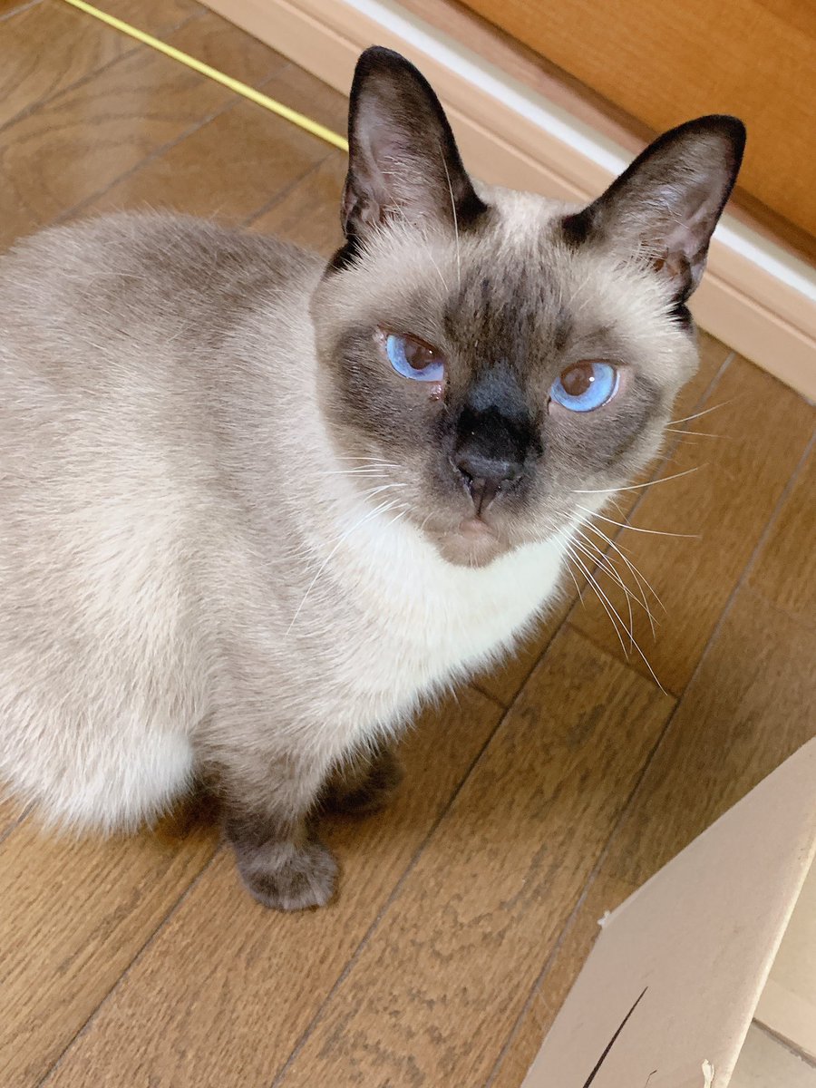 のべ子 シャム猫あずきさん わたし可愛いから働かなくていいの は ねこ語で唱える必要はありません 何かを片手に持つ必要もありません 目を合わせただけで下僕が飛んでくるからです のべ子 シャム猫あずきさん わたし可愛いから働かなくていいの は ねこ語で唱える必要はありません 何かを片手に持つ必要もありません 目を合わせただけで下僕が飛んでくるからです
