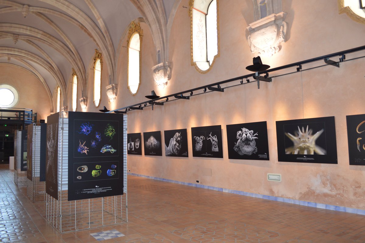 Ifremer_fr's tweet photo. Le festival #Lumexplore, c'est pour bientôt ! Notre toute nouvelle expo "Secrets des abysses" est fin prête à la Chapelle des Pénitents de La Ciotat. Visible du 11 au 15/09 https://t.co/oAOZLhNj23