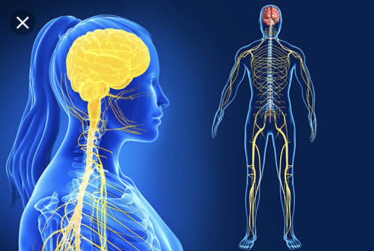 Magvinicent's tweet photo. What physical exercises can be done to improve our reaction time within the neurological system? https://t.co/ApRurd802K