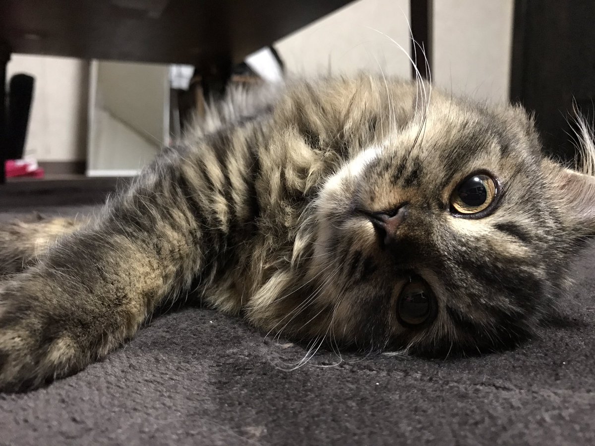 ne_i_ge's tweet photo. 本体のストレージから消すから子猫のときのお嬢様見て https://t.co/r7auG98GXe