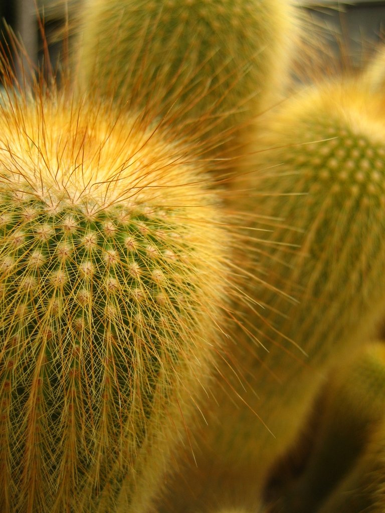 Segmation's tweet photo. Do you know how many types of cacti have wonderful Cactus Color ? https://t.co/A8xaw1Zjwu #paintbynumbers #Segmation 🌵 https://t.co/BciurZ2rwl