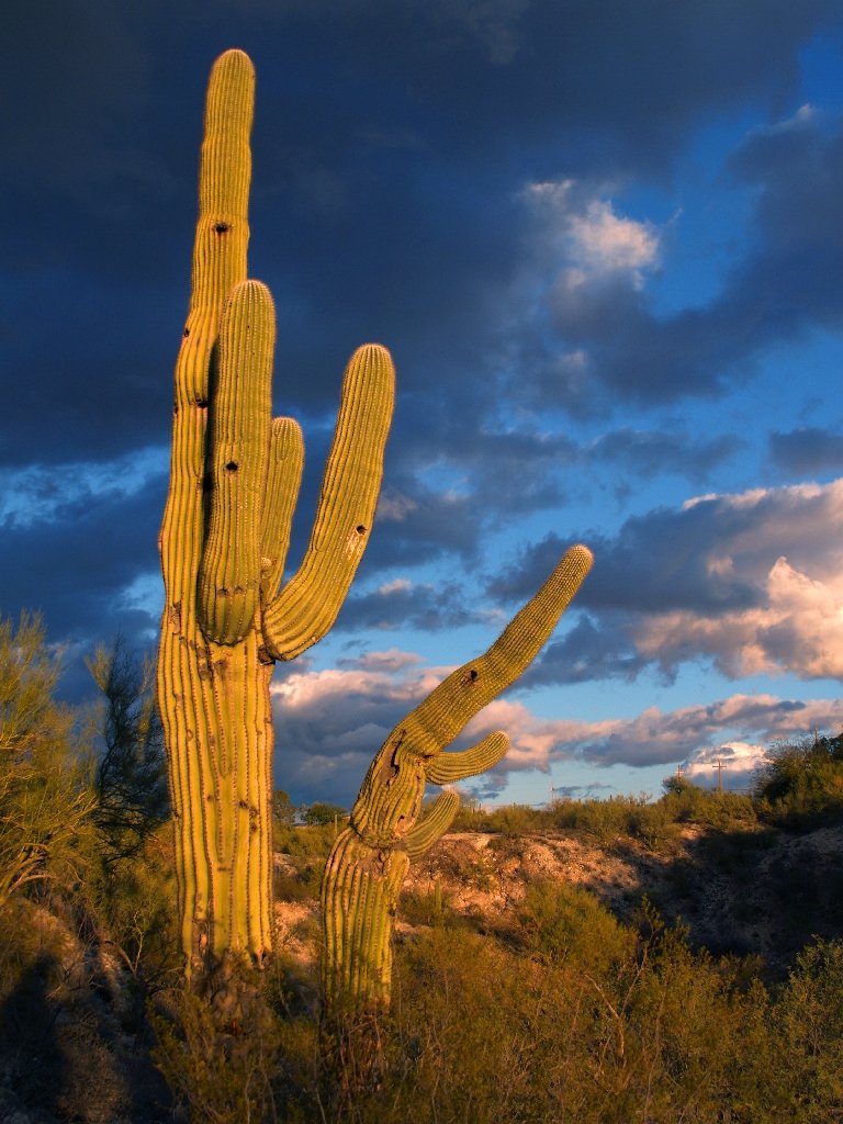 Segmation's tweet photo. Do you know how many types of cacti have wonderful Cactus Color ? https://t.co/A8xaw1Zjwu #paintbynumbers #Segmation 🌵 https://t.co/BciurZ2rwl