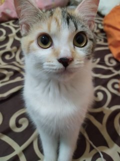 cutdede's tweet photo. @dudubee8 @sushiaftergym Ko sama banget nama kucingnya🤣. Ini Moni aku https://t.co/z8caSM3j4o