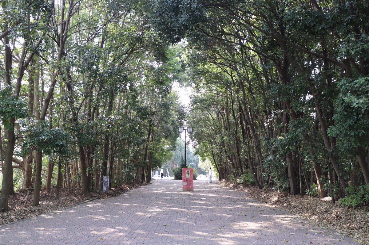 同級生 V Twitter バズったので横浜国立大学の宣伝をします 普段も森みたいに緑豊かで素敵なキャンパスです