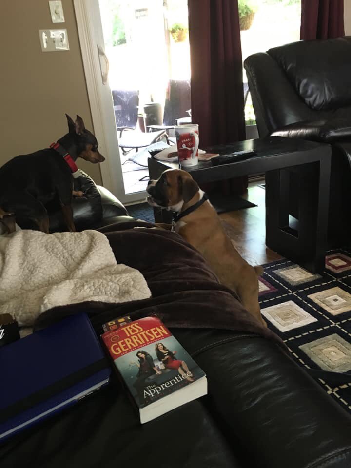 PerryTheBoxer's tweet image. My big sister, Jazmen, has passed over the rainbow ridge. I’m sorry for driving you so crazy, you were just my favorite squeak toy. I’ll miss you every day, until we meet again😢🌈❤️ #AllDogsGoToHeaven