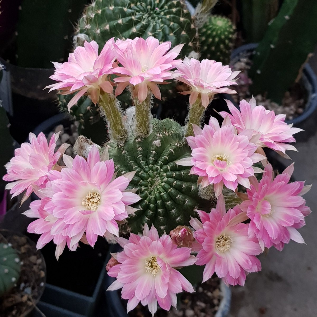 Yodtawan2's tweet photo. 🌻ยอดตะวัน🌻
#แคคตัส #กระบองเพชร #รักแคคตัส #CactusTweets #Cactus #cacti #cactusontheroof #cactusflower #Flowers #flowerlove #flowerstagram #flowerphotography #flowerreport #flower #ดอกไม้สวย #cactusclub #cactos #cactuseros
#cacto #cactusflower #cactusthailand #cactuslove https://t.co/a5c9jGDyUh