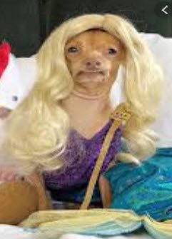 BobSimth7's tweet photo. BREAKING NEWS! Jehovah Dog's Wife Caught Red Handed w/ #Shannon Henry #Ferrari's wig, while out in field service!! The same wig that Shanno stole from Gee Gee The Wonder horse!! The wig flewed off her head! #ShannoGate #UnBeWeaveAble #FlyingWigs #CliponWigs #Montgomery #Jehovah https://t.co/W5a0QuaKzh