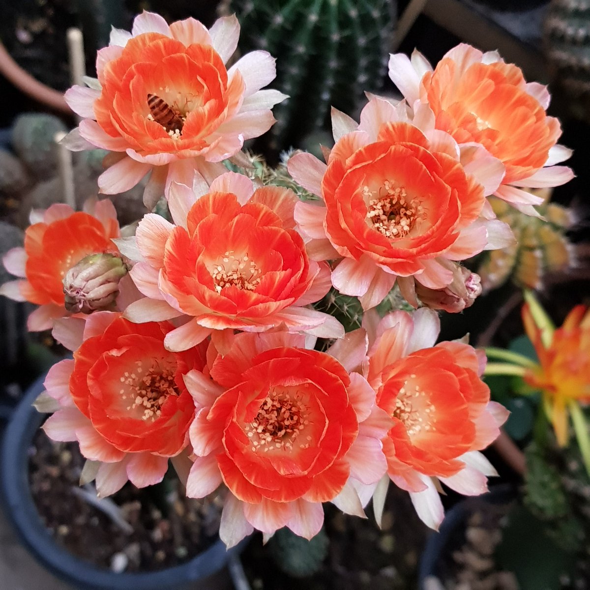 Yodtawan2's tweet photo. 🌻ยอดตะวัน🌻
#แคคตัส #กระบองเพชร #รักแคคตัส #CactusTweets #Cactus #cacti #cactusontheroof #cactusflower #Flowers #flowerlove #flowerstagram #flowerphotography #flowerreport #flower #ดอกไม้สวย #cactusclub #cactos #cactuseros
#cacto #cactusflower #cactusthailand #cactuslove https://t.co/lGfUxAUItc