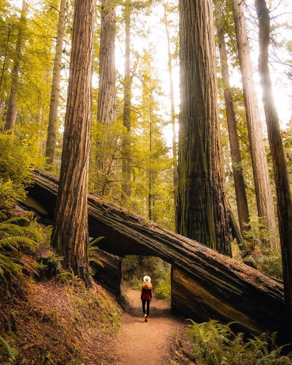 This road trip through Northern California is one for the books:
1️⃣@SequoiakingsNPS 2️⃣@TahoeSouth 3️⃣@ShastaCascade 4️⃣@RedwoodNPS #RoadTripCalifornia

📷: @adin, @kevin_klaynes, @stephanierussell216, @heykelseyj