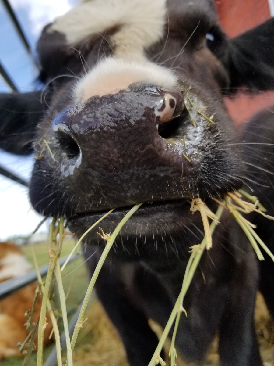 BochekMrs's tweet photo. #MOO https://t.co/Jnhdhth4Pg