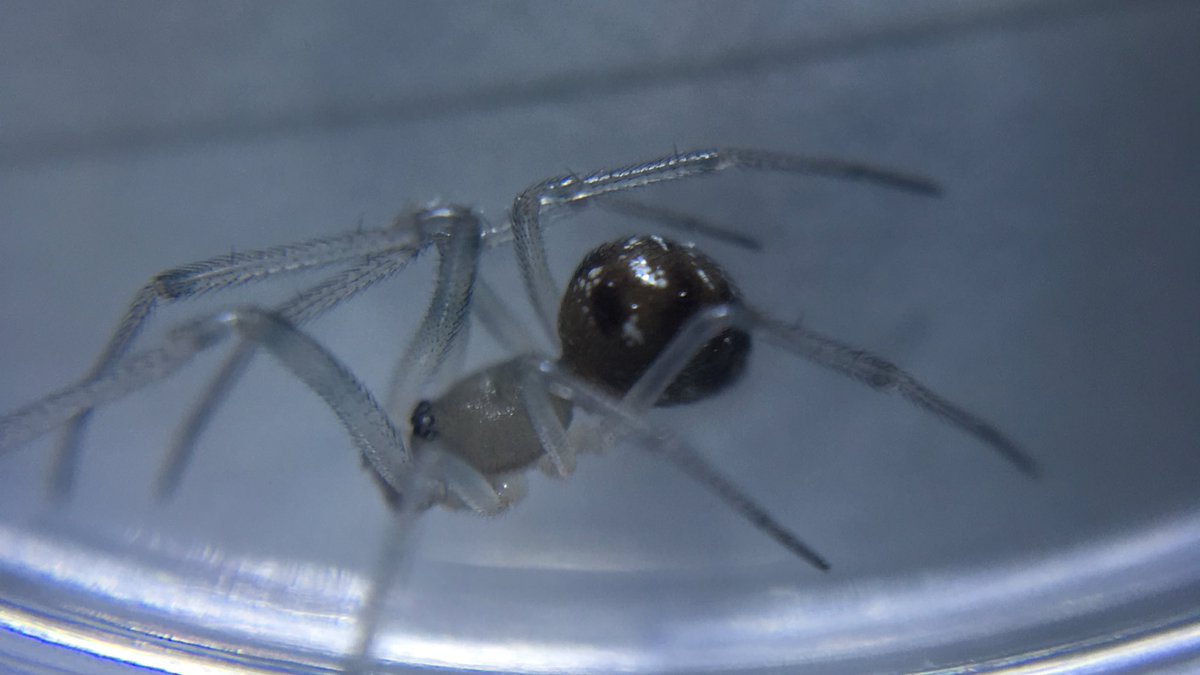 かめ ヒメグモ科 のクモ オスでしょうか 腹部の白い模様がいいですね