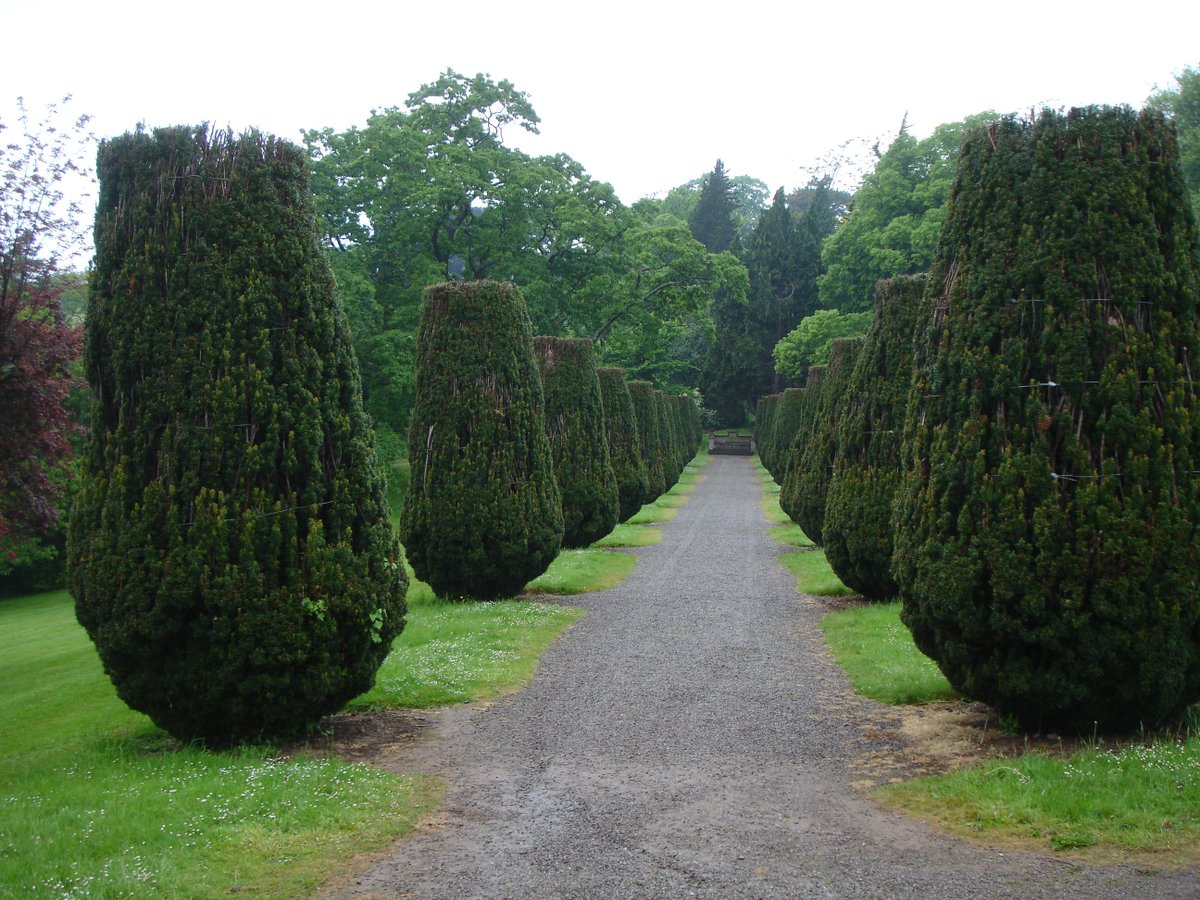 OrnellaGrey's tweet photo. I do love to stroll among the yews for inspiration...and explore the dark niches of the house. https://t.co/Vfn2eM8PT6