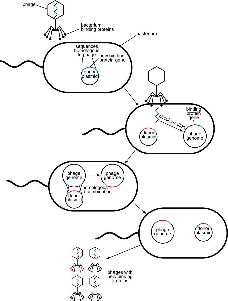 ETH_iGEM's tweet photo. Last week we got our first significant result!
Thanks to our recombineering approach, we were able to swap parts of the T7 tailfiber for parts of the T3 tailfiber. Those new phages were then able to infect E. coli ECOR16, a strain that previously could not be killed by T7. (1/3) https://t.co/6FAx1CsLvO