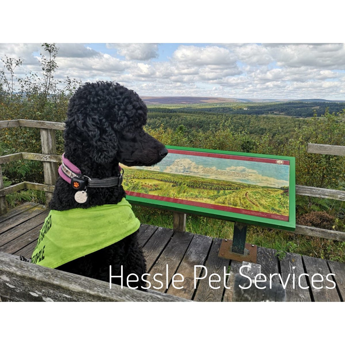 HesslePets's tweet image. I&apos;m on holiday this week &amp;amp; have been enjoying the &apos;30 days of Canine Science&apos; course with Suki. Lots of stretching my training skills/knowledge &amp;amp; lots of fun and treats for Suki 😍
I&apos;m back at work with your pets on Monday 16th of September, see you soon x
#30daysofcaninescience
