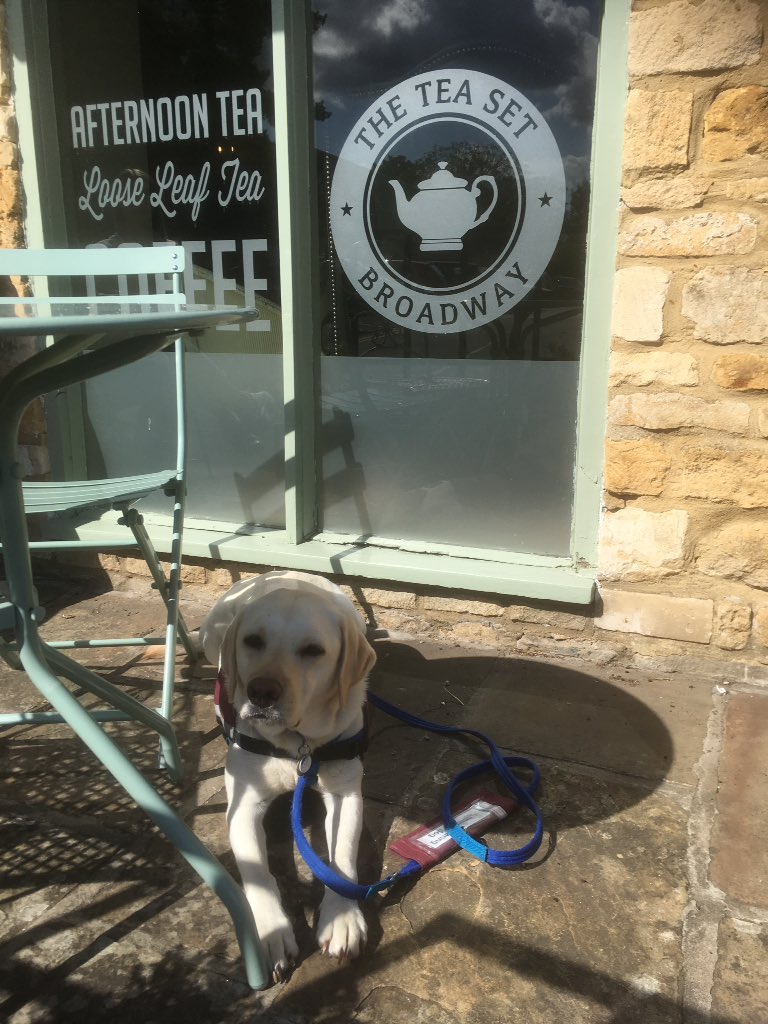 grannypecker's tweet image. I think you must have missed HD Roo @HearingDogs on Sunday! Another gorgeous girl😀