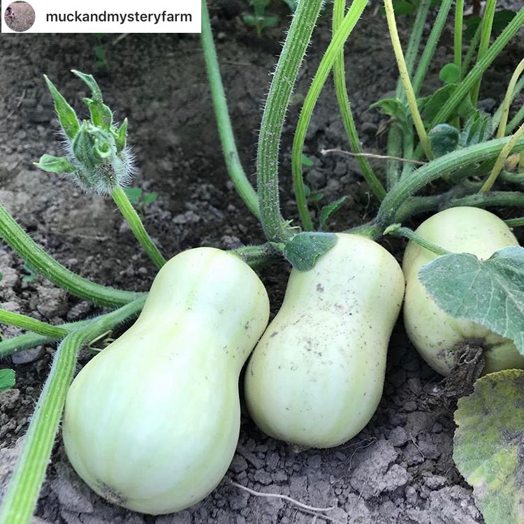 FarmFreshRI's tweet photo. And the winner of best farm name goes toβ¦! π Welcome to our (sorta) new partner on #MarketMobile! Repost #MuckandMysteryFarm: lil butternuts all in a row
#LocalFood #LocalFarms #LocalWholesale #FarmFresh #MarketMobile #KnowYourMaker #KnowYourFarmer #KnowYourWholesaler https://t.co/0IoIj9aszq