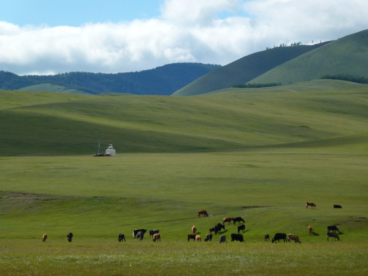 Pour ce #Top4Themes #Top4Wilderness je vous emmène en Mongolie...
1-aigles sur la steppe 2-vautours dans le Gobi 3-désert de Gobi 4-steppe #Mongolia #mongolie #mongolei