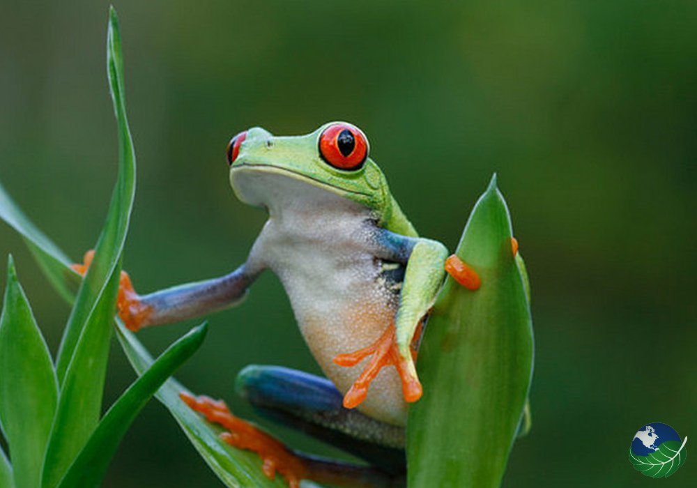My Costa Rica tweet media