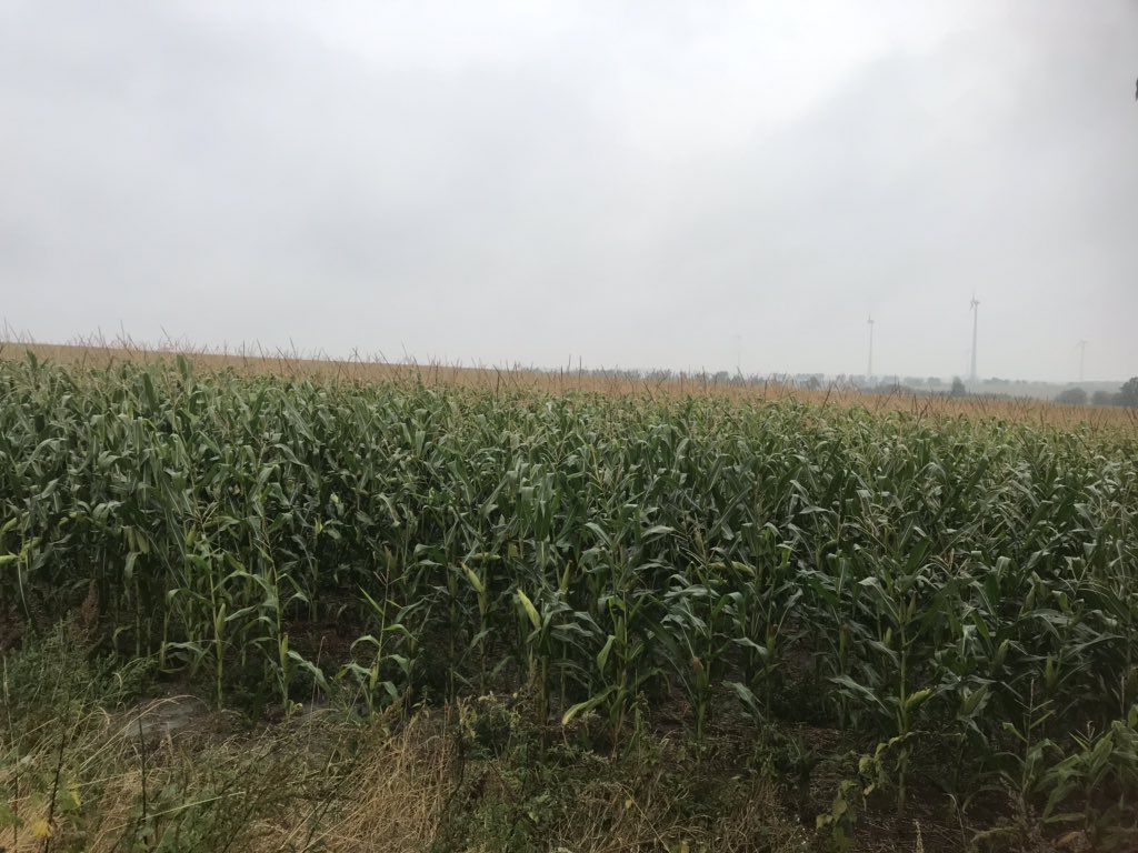 NevertillUli's tweet photo. Not bad for a dry year 😅
Today 40 mm of Rain😁
#dd #cultan https://t.co/2ddDqQ7tJv