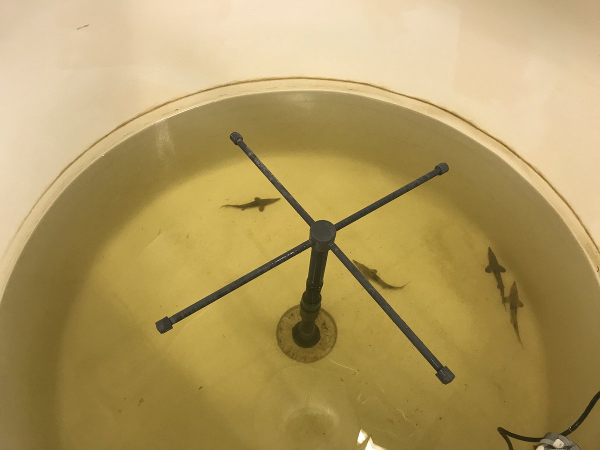 GVSU_AWRI's tweet photo. AWRI is holding juvenile #LakeSturgeon captured in the Muskegon River. They'll be released later this week once chemicals applied to kill invasive Sea Lamprey clears the river. The effort to protect captured juveniles is led by the Little River Band of Ottawa Indians. #RuetzLab https://t.co/YjdtZBzCLX