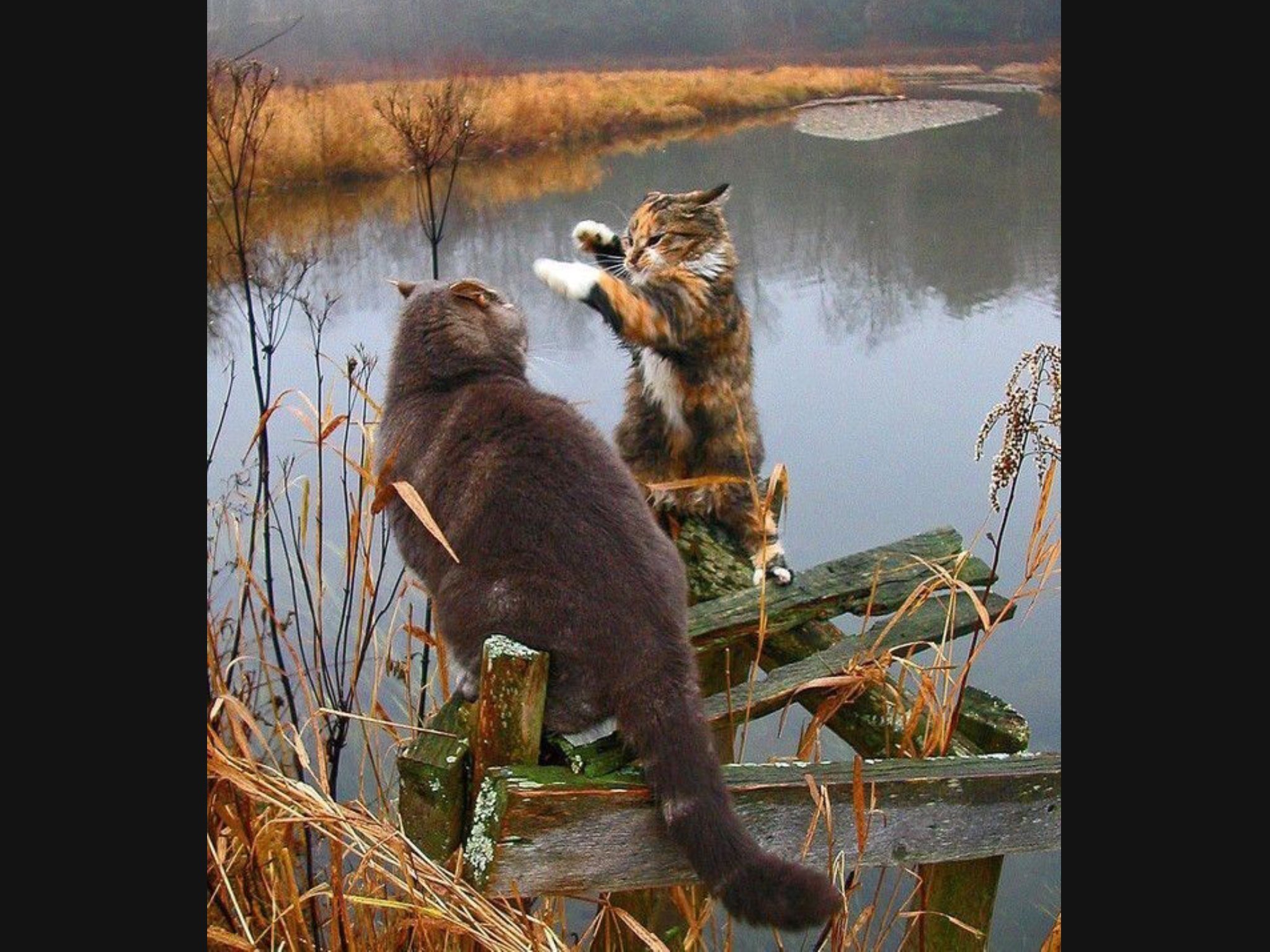 EECgmGUX4AEfGA7.jpg:large