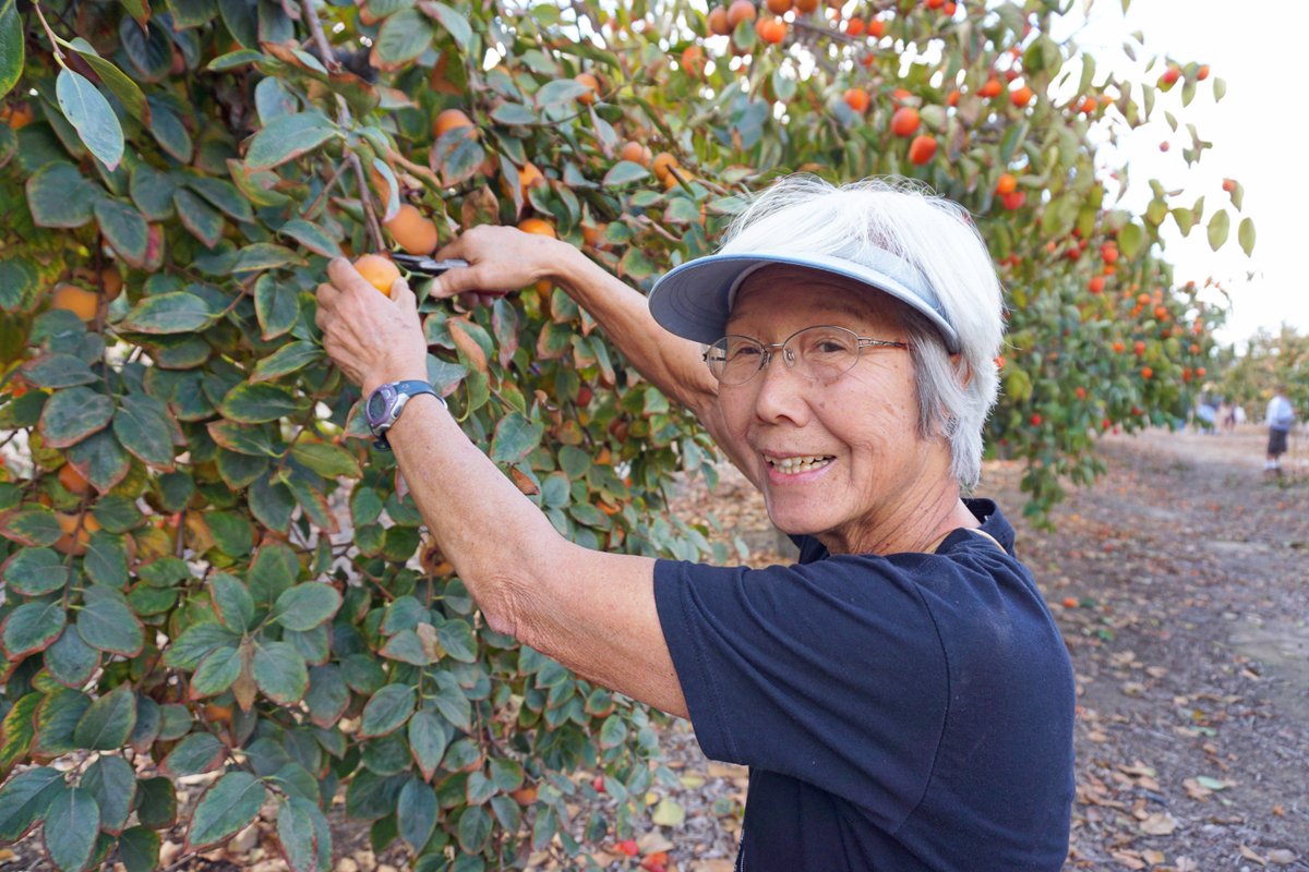ucanr's tweet image. #SoCal: It&apos;s great to grow fruit in your backyard. A new #UCCE program helps you make the right choice &amp;amp; help protect the state from a tragic #citrus disease. ucanr.edu/News/?routeNam… #Asiancitruspsyllid #HLB