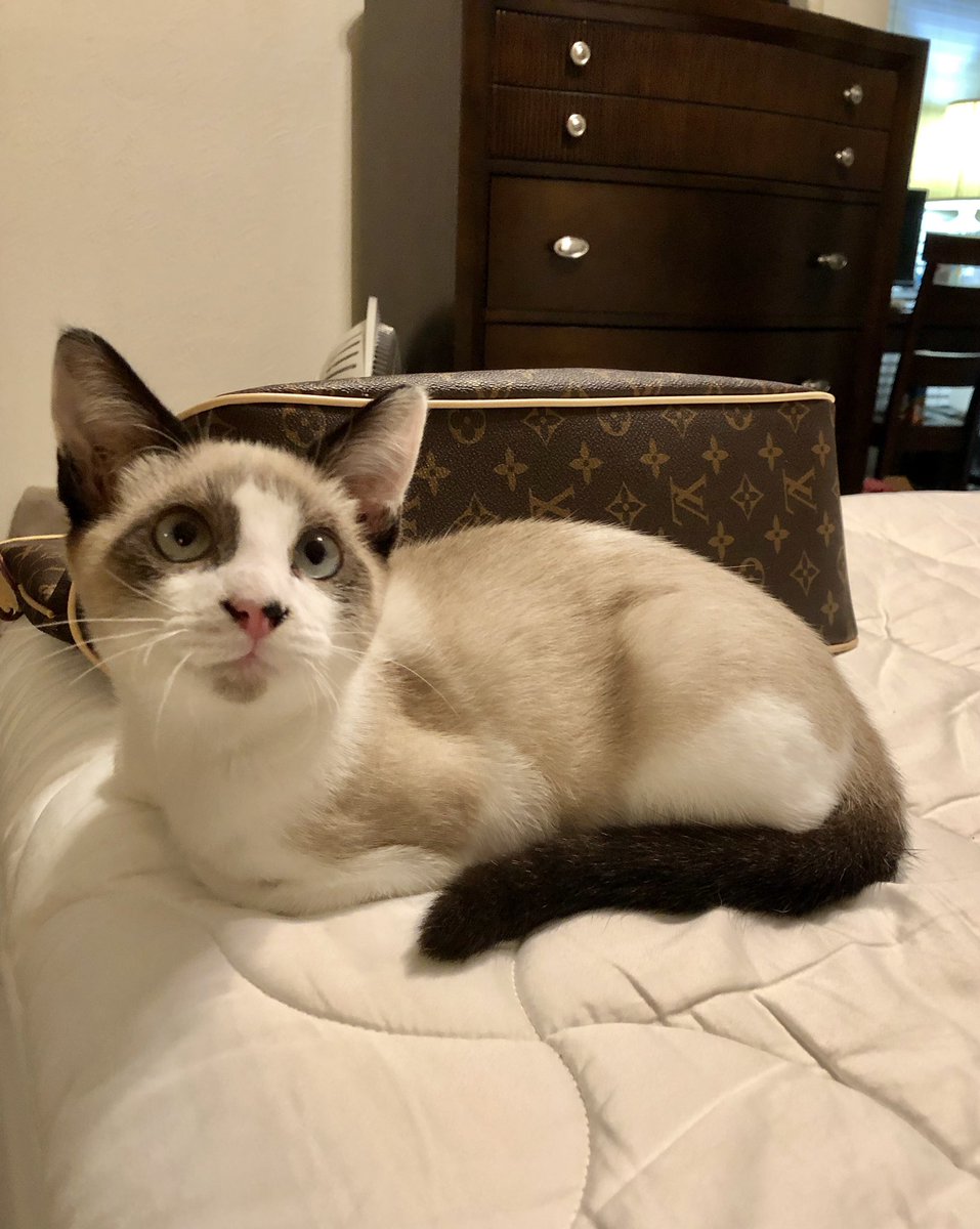 shadowzwrld's tweet photo. Frankie aka Rocket the Trash Panda #rocket #snowshoe #siamesecat #frankie https://t.co/PUjKOKiOzW