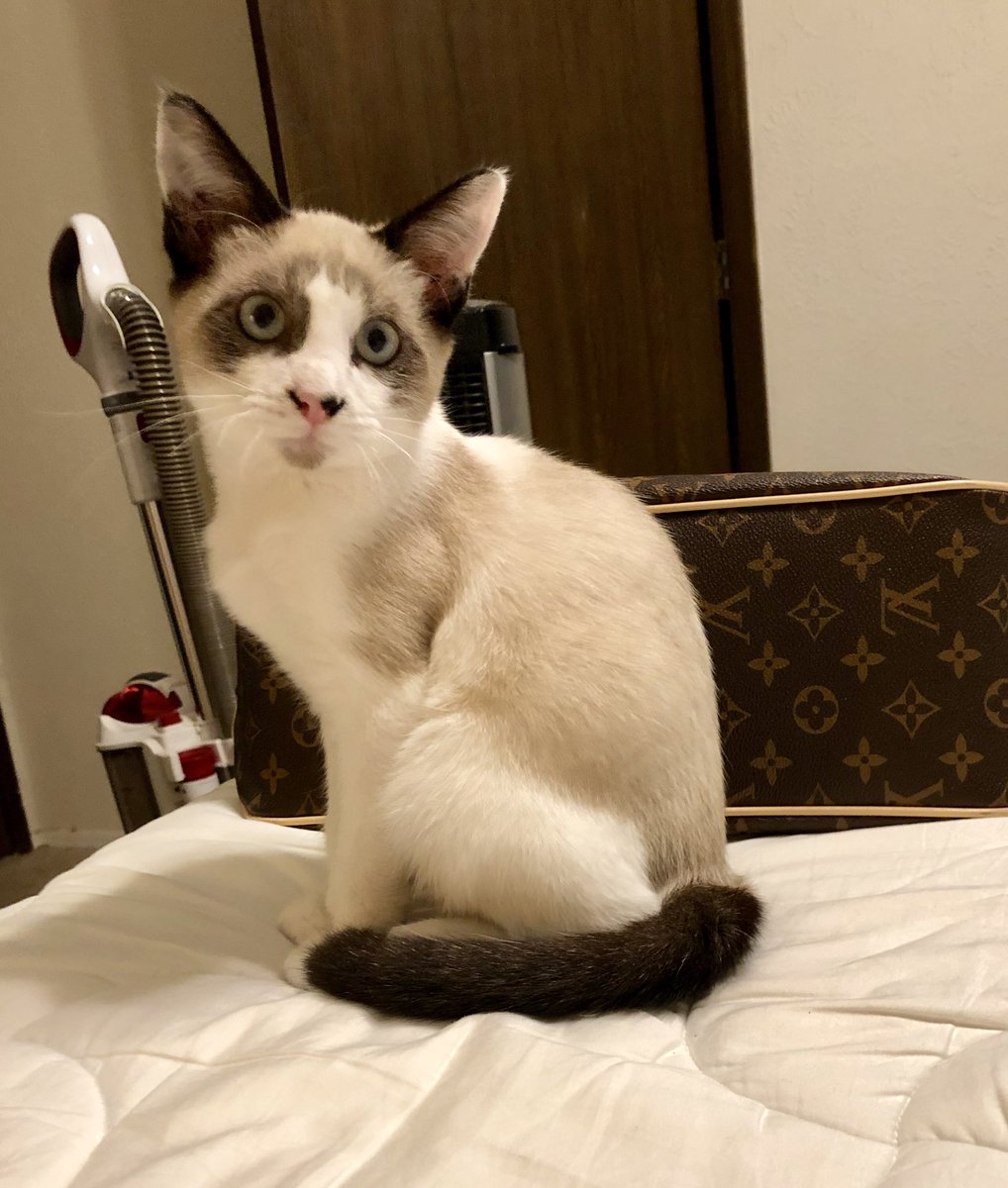 shadowzwrld's tweet photo. Frankie aka Rocket the Trash Panda #rocket #snowshoe #siamesecat #frankie https://t.co/PUjKOKiOzW