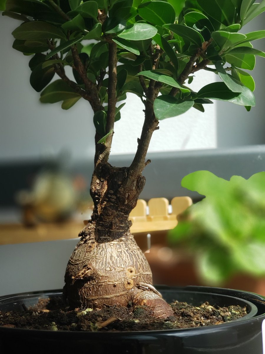 Ficus Bonsai Ikea rairaisays