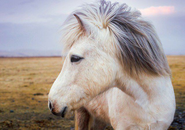 rvalexander1's tweet photo. Did you know that there are more than two hundred breeds of ponies? The Shetland pony seems to be most popular. #TheMoreYouKnow https://t.co/xhTTrTYgZr