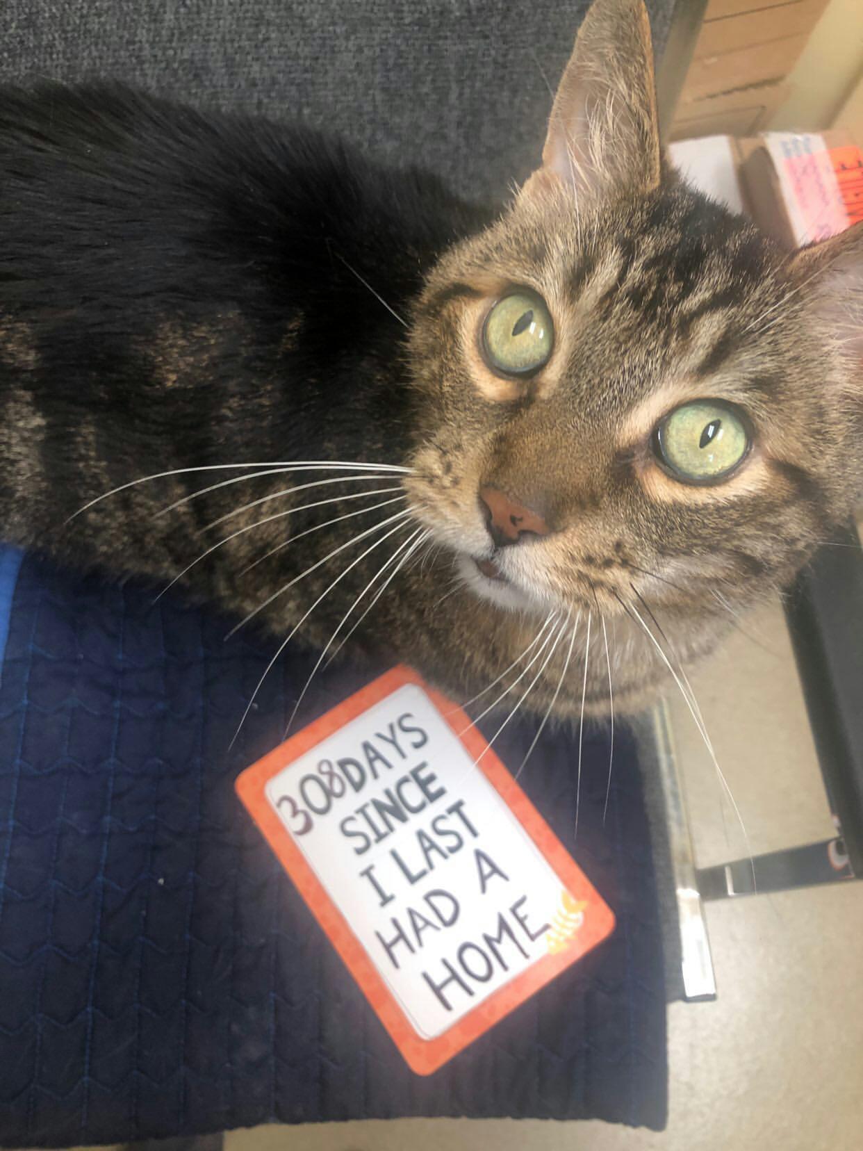 burlington spca cats