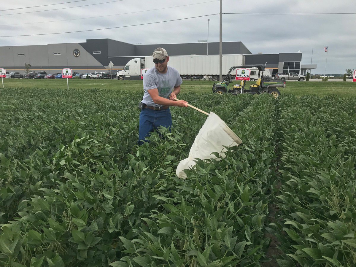 BecksHybrids's tweet photo. This is your friendly reminder to #justkeepscouting. PFR location lead and agronomist, Jonathan Perkins, was busy this morning scouting to see if there any differences in insect pressure late- season. What are you seeing in your fields? π€ #BecksPFR #SILPFR https://t.co/zm3zMUXpKk