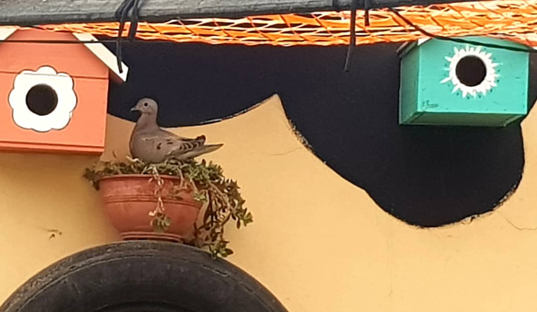 confluhostal's tweet photo. La terraza de #HostelConfluencia  tiene un rincón para los pájaros. La palomita 🕊 mimada decidió poner 2 🥚🥚. Adivinen en cuál de todas las casitas hizo nido??
.
.
.
.

#terraza #hostel #amorporlosanimales #naturaleza #huéspedes #mendoza #alojamiento #vacaciones #primavera https://t.co/eJW3MsMfhz