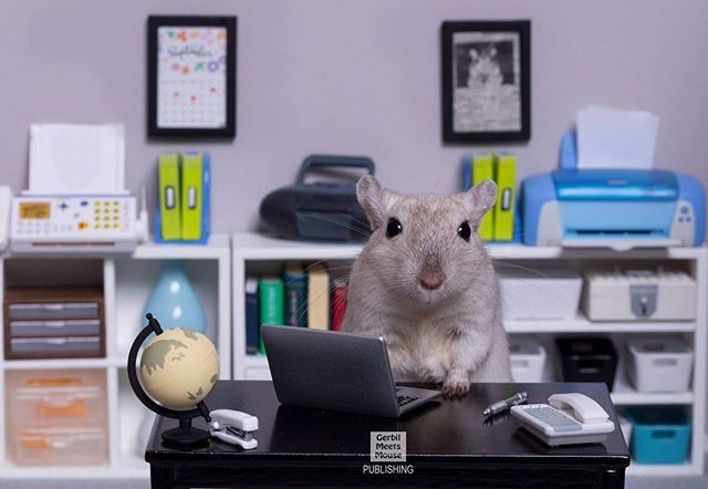GerbMeetsMouse's tweet photo. Back to work Monday! #gerbil #gerbils #gerbillove #hamster #dollhouseminiatures #pocketpets #petphotography #diorama #112scale #rement #rodent #mouse #mice #dollshouse #sixthscale #dioramaphotography #gerbille #rennmaus #gerbilsofinstagram #petsofinstagr… https://t.co/4iP3ajHqY4 https://t.co/94dPhRhqZJ