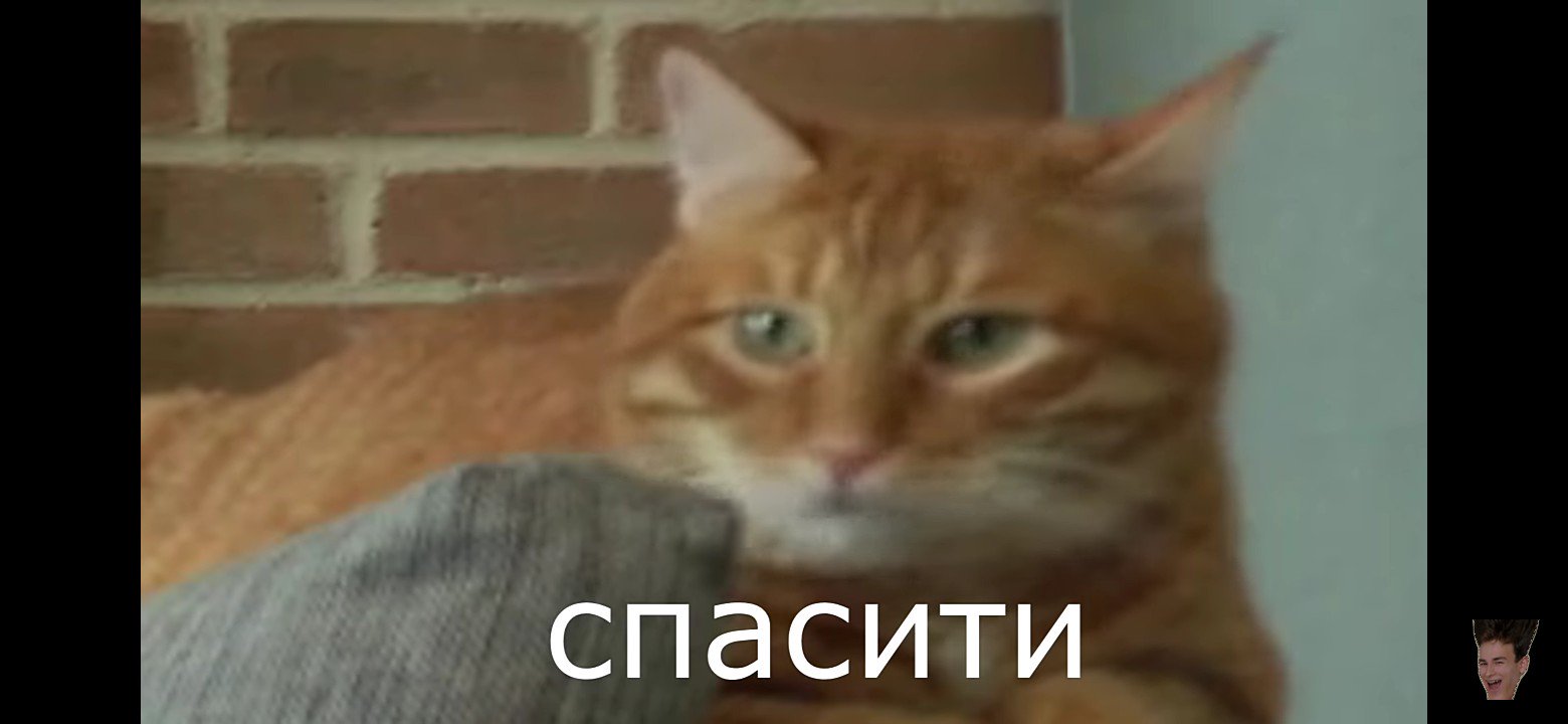 Тигра кот Брайана