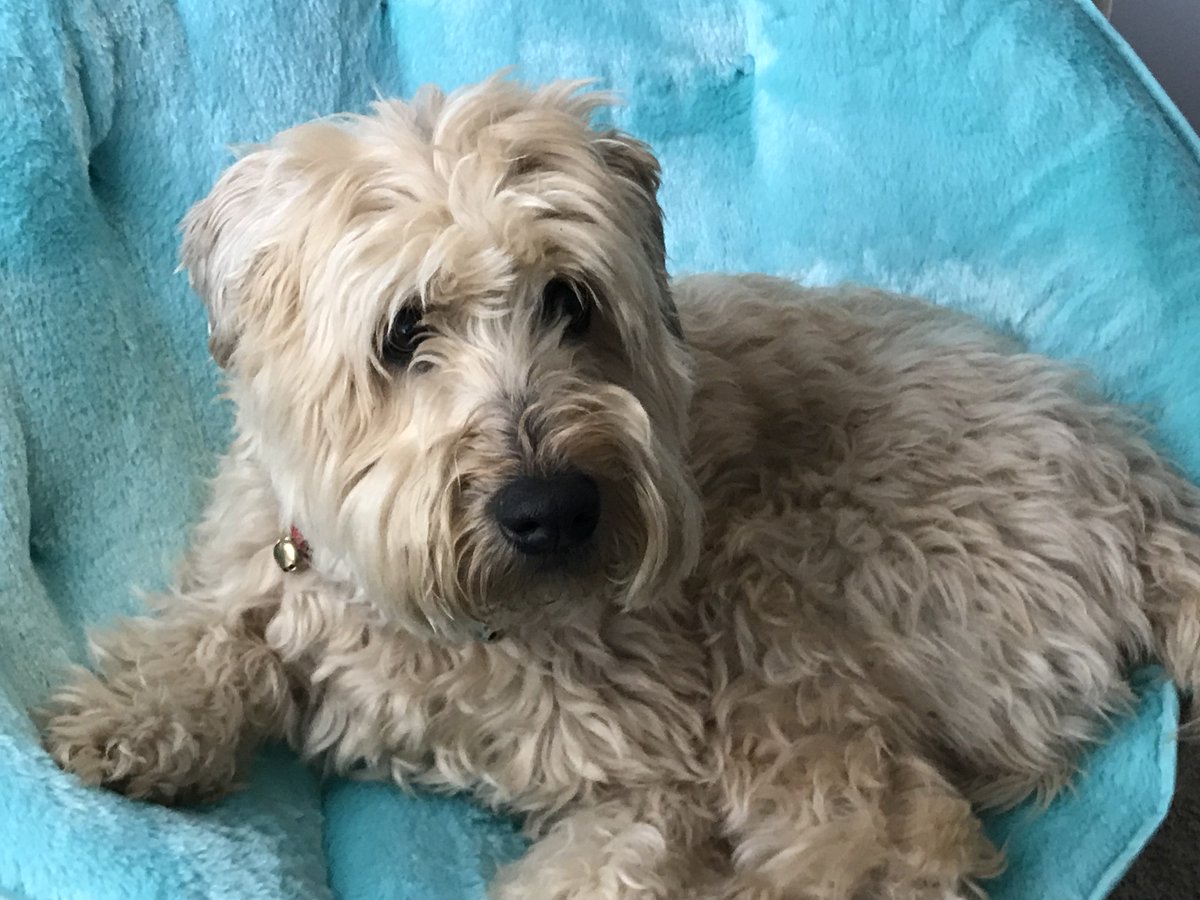 My dog is 10 today. Happy birthday Louie!