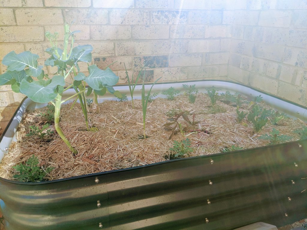 bware_jason's tweet photo. Doing my bit for the planet by growing my own plants for self sufficiency. It's cheaper and healthier for me, and better for our planet.

#Spinach #garlic #broccoli #lettuce #springonion #shallots #vegetables #vegetablesgarden #chives #growvegetables #gardeningisfun https://t.co/rL6OTX9EA3