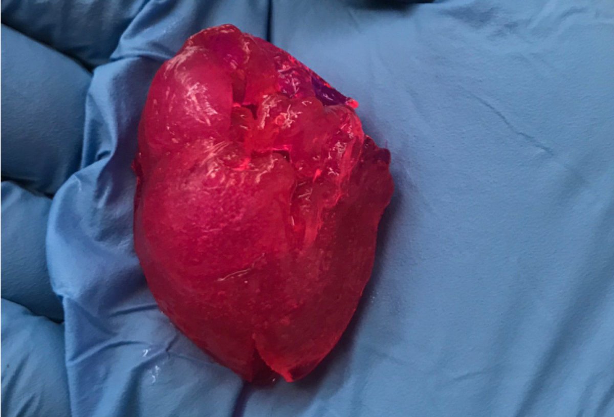 EvanKirstel's tweet photo. Chicago #biotech company 3D prints a mini human heart https://t.co/6ZeCKyf9FK #bostonbiotechweek https://t.co/xKqMUQu2ZJ