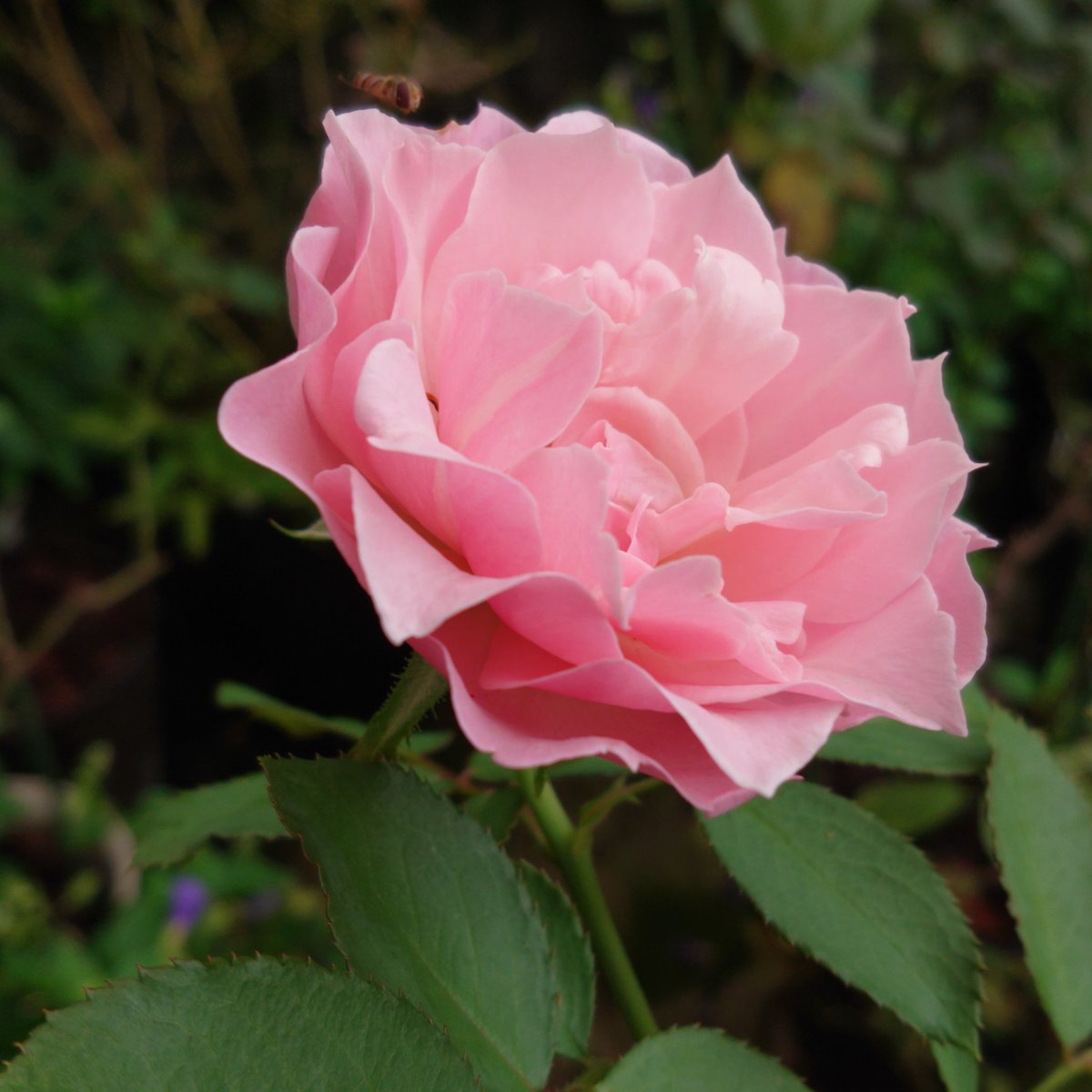 みぃ 不具合中 おはようございます 薔薇 バラ ばら ダフネ 花 花写真 花写っと はなまっぷ ガーデニング