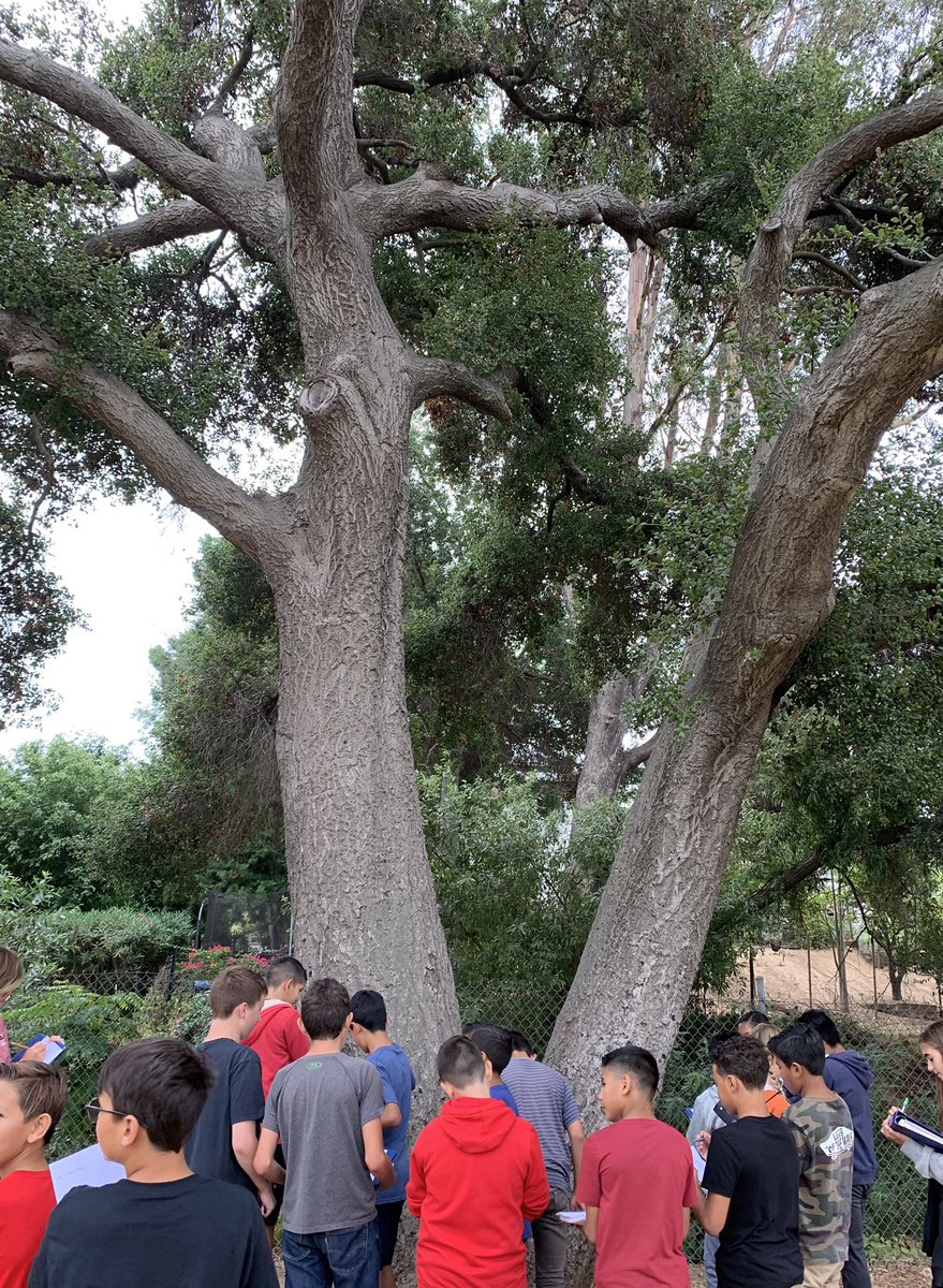 cstock24's tweet photo. Ss using observation skills to record and classify living and non living things in our campus environment! They are using the Claim, Evidence and Reasoning format in many of their conversations. @PotterJHS @FUESDSchools #FUESD 🌿🐝 https://t.co/PnscceeGXg
